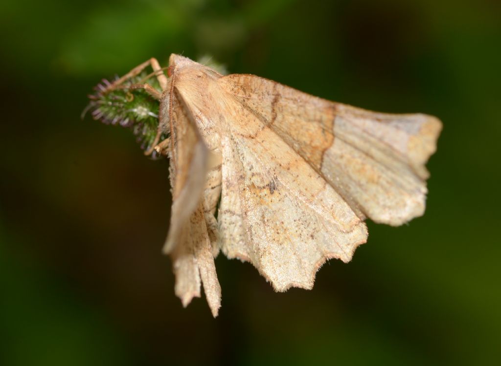 Geometridae:  Selenia sp.?  S, Selenia lunularia